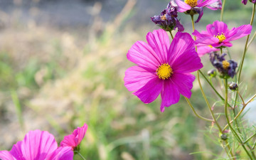 Картинка цветы космея бутоны