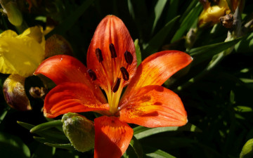 Картинка цветы лилии +лилейники лепестки