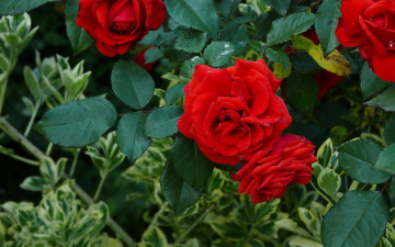 Картинка цветы розы