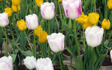 Картинка цветы тюльпаны бутоны