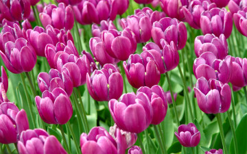 Картинка цветы тюльпаны бутоны