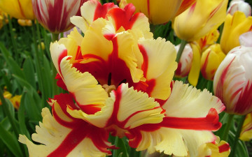 Картинка цветы тюльпаны лепестки