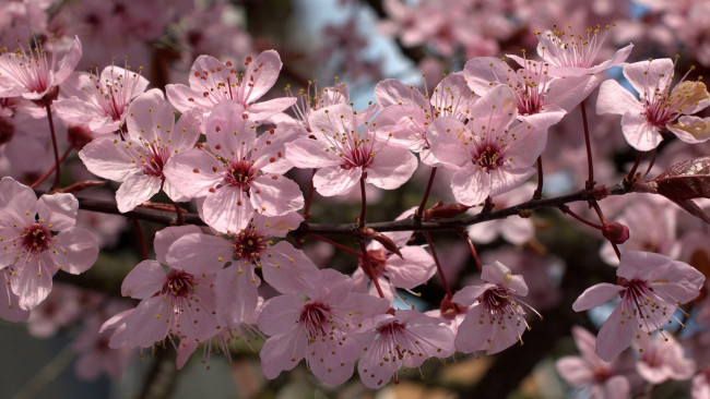 Обои картинки фото цветы, цветущие деревья ,  кустарники, ветка, лепестки