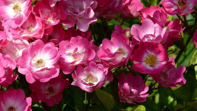 Обои картинки фото цветы, шиповник, лепестки