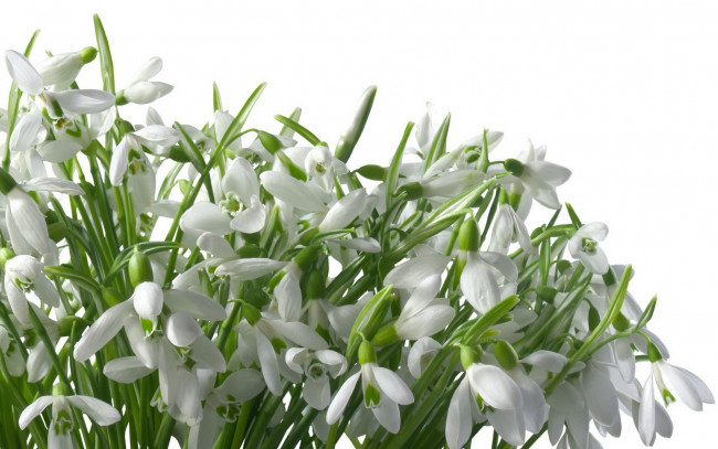 Обои картинки фото цветы, подснежники,  белоцветники,  пролески, стебли