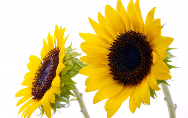 Обои картинки фото цветы, подсолнухи, желтый