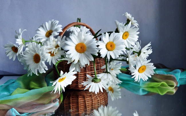 Обои картинки фото цветы, ромашки