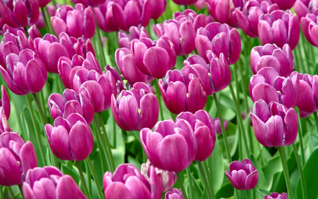 Обои картинки фото цветы, тюльпаны, бутоны