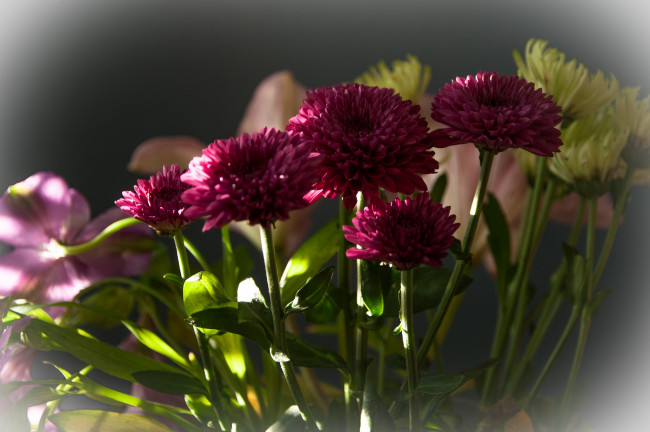 Обои картинки фото цветы, хризантемы, малиновые, букет