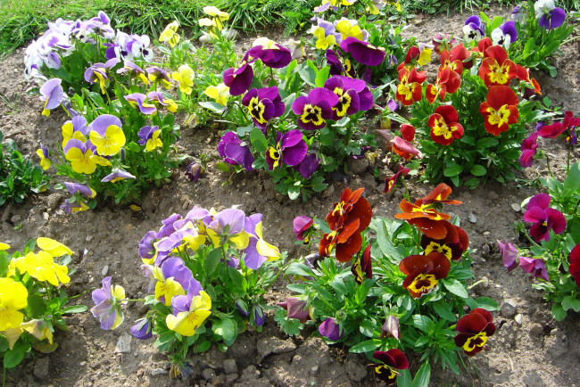 Обои картинки фото цветы, анютины глазки , садовые фиалки, фиалки, анютины, глазки, сад