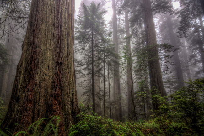 Обои картинки фото природа, лес, туман