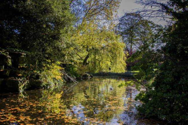 Обои картинки фото природа, реки, озера, лес, река