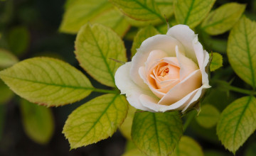 Картинка цветы розы макро листья бутон роза