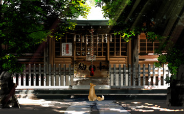 Картинка аниме город +улицы +здания деревья лучи храм лиса