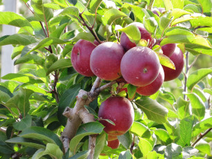 Картинка природа плоды яблочки