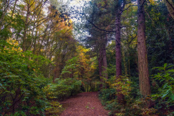 Картинка природа дороги тракт