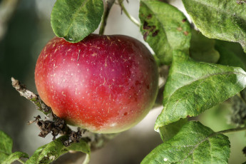 Картинка природа плоды яблочки