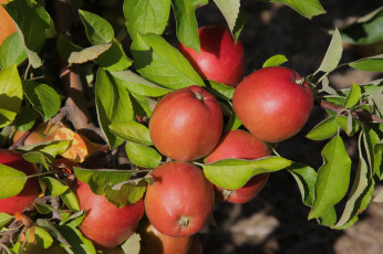 Картинка природа плоды яблочки