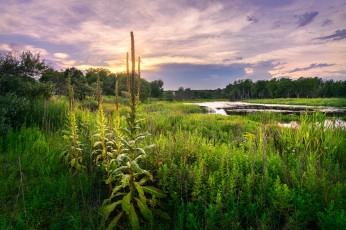 Картинка природа реки озера лес река