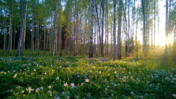 Картинка природа лес деревья