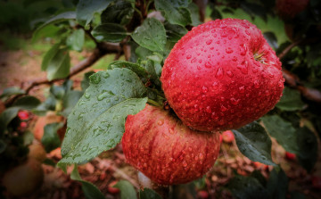 Картинка природа плоды яблочки