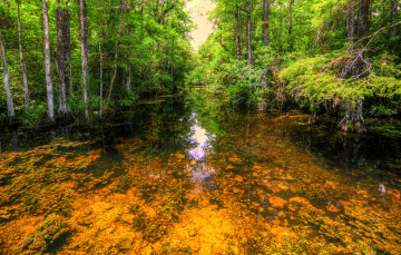 Картинка природа реки озера река лес