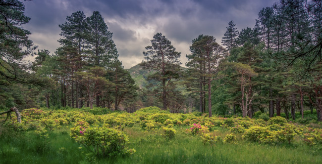 Обои картинки фото природа, пейзажи, луг, лес, горы