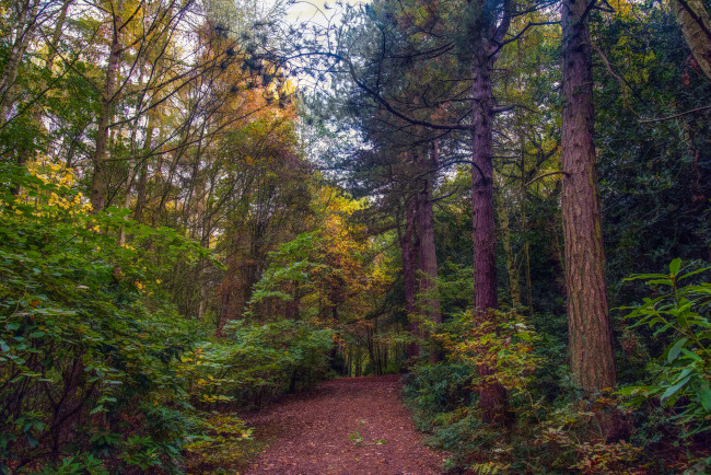 Обои картинки фото природа, дороги, тракт