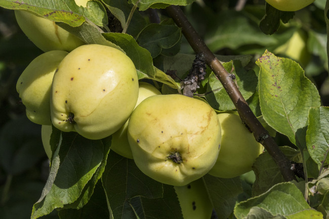 Обои картинки фото природа, плоды, яблочки