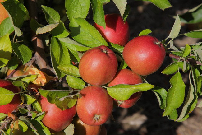 Обои картинки фото природа, плоды, яблочки