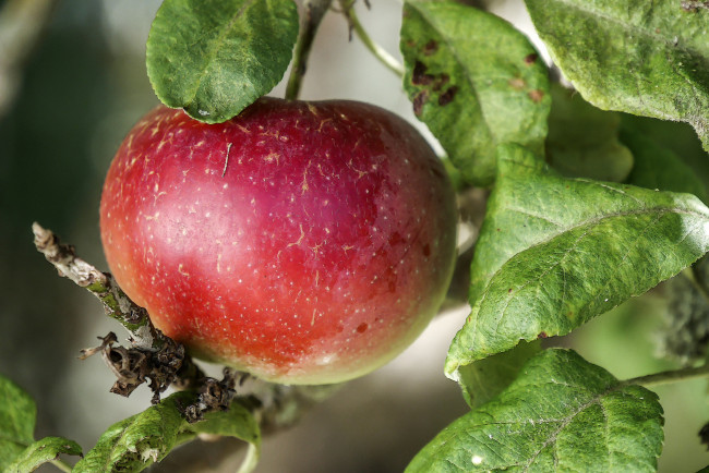 Обои картинки фото природа, плоды, яблочки