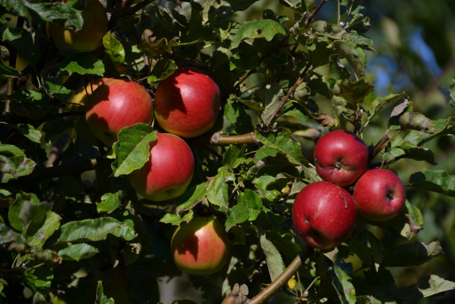 Обои картинки фото природа, плоды, яблочки