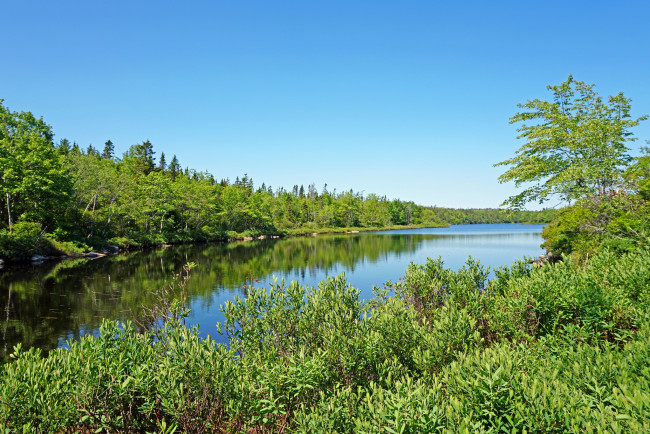 Обои картинки фото природа, реки, озера, лес, река