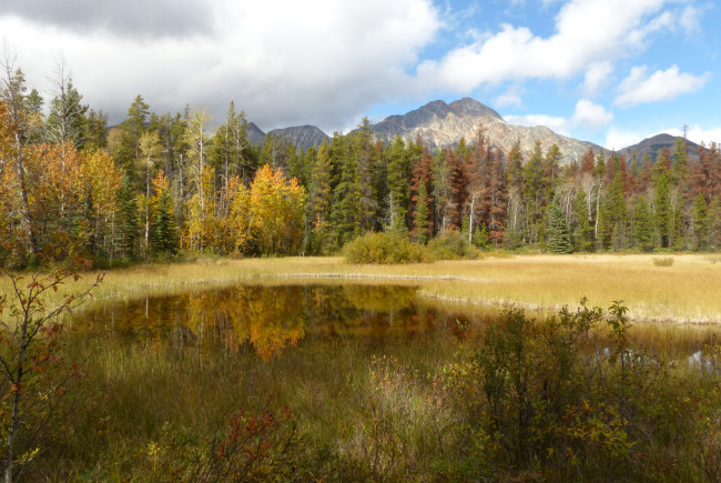 Обои картинки фото природа, реки, озера, лес, река