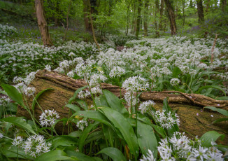 Картинка природа лес простор