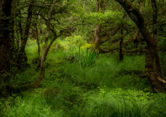 Картинка природа лес простор