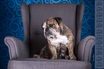 Картинка календари животные кресло 2018 собака