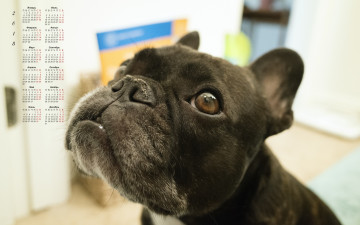 обоя календари, животные, морда, 2018, собака, взгляд