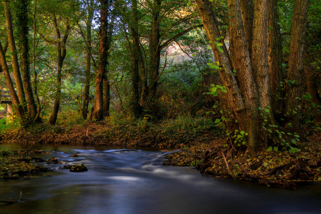 Обои картинки фото природа, реки, озера, река, лес