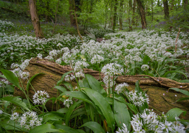 Обои картинки фото природа, лес, простор