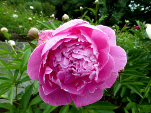 Картинка цветы пионы розовый