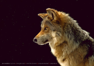 Картинка календари рисованные +векторная+графика 2019 calendar фон черный морда профиль волк