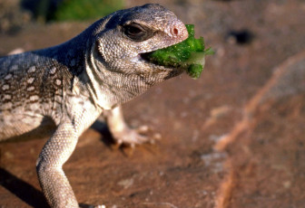 Картинка животные ящерицы +игуаны +вараны еда ящерица