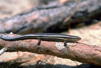 Картинка животные ящерицы +игуаны +вараны бревна ящерица