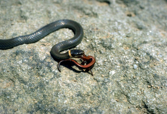 Картинка животные змеи +питоны +кобры камни добыча змея