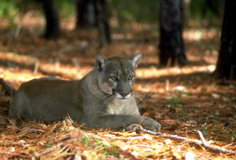обоя животные, пумы, лес, пума