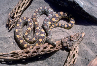 Картинка животные змеи +питоны +кобры коряги песок камни змея