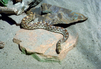 Картинка животные змеи +питоны +кобры песок камни змея