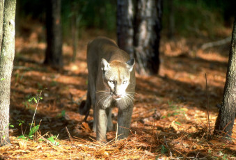 обоя животные, пумы, лес, пума