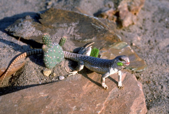Картинка животные ящерицы +игуаны +вараны кактус ящерица песок камни